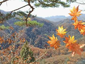 新澳門(mén)開(kāi)彩結(jié)果，沈陽(yáng)氏文檔軟件版怎么弄39.59.86